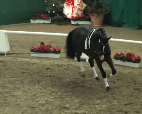 NRW-Hauptkörung für Reitpferdehengste 2011
Mittwoch,den 23.November 2011
Zirkel 2