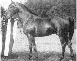 stallion Haleb 1901 ox (Arabian purebred, 1901, from A Shuwayman Sabbah ox)