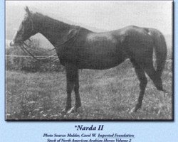 broodmare Narda II ox (Arabian purebred, 1902, from Rejeb 1897 ox)