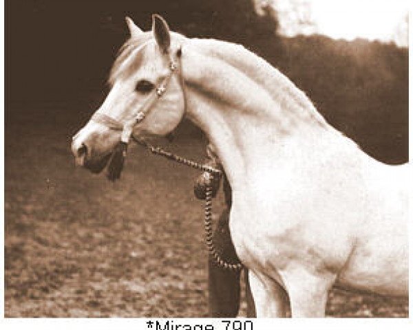 Deckhengst Mirage (Araber, 1916, von A Kehilan Ajuz of the Anazeh) Deckhengst Mirage (Araber, 1916, von A Kehilan Ajuz of the Anazeh)