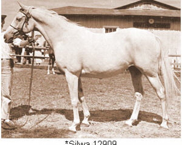 broodmare Silwa ox (Arabian purebred, 1950, from Raktha 1934 ox)