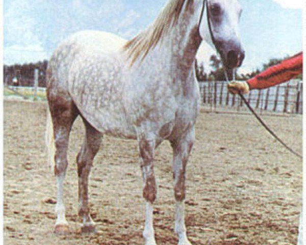 broodmare Silwara ox (Arabian purebred, 1955, from Dargee ox)