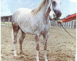 broodmare Silwara ox (Arabian purebred, 1955, from Dargee ox)