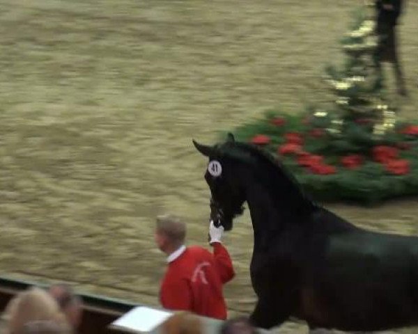 NRW-Hauptkörung für Reitpferdehengste 2011
Mittwoch,den 23.November 2011
Vorstellung der gekörten Hengste
