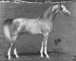 stallion Tornado ox (Arabian purebred, 1965, from Bask ox)