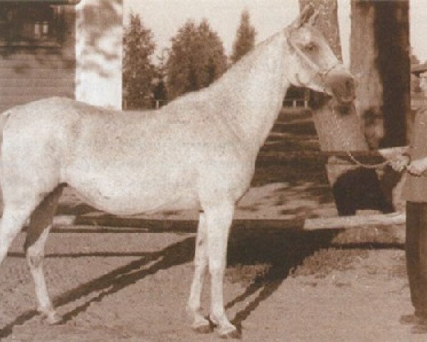 Zuchtstute Najada ox (Vollblutaraber, 1932, von Fetysz ox 1924)