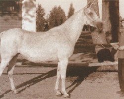 broodmare Najada ox (Arabian purebred, 1932, from Fetysz ox 1924)