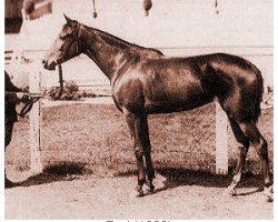 broodmare Bad 1929 ox (Arabian purebred, 1929, from Diab OA)