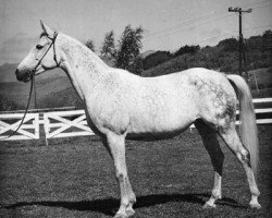 broodmare Naganka ox (Arabian purebred, 1952, from Bad Afas ox)
