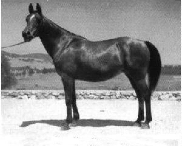 broodmare Ferdirah ox (Arabian purebred, 1932, from Ferdin ox)