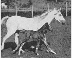 broodmare Kareyma 1927 ox (Arabian purebred, 1927, from Naseem 1922 ox)