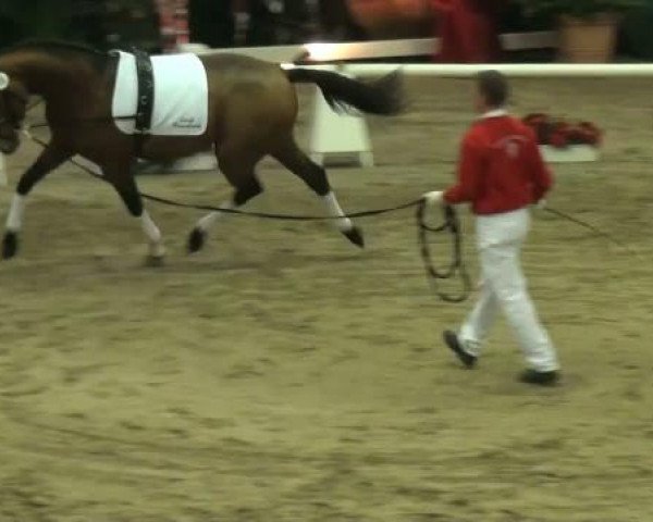 NRW-Hauptkörung für Reitpferdehengste 2011
Mittwoch,den 23.November 2011
Zirkel 1