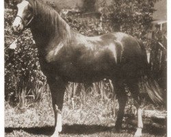 stallion Errabi ox (Arabian purebred, 1949, from Arabi Kabir ox)