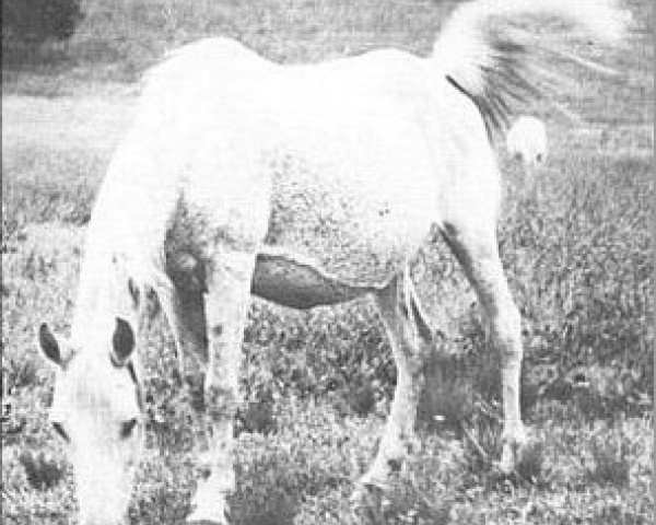 broodmare Hasiker EAO (Arabian purebred, 1914, from Hamrah 1904 DB) broodmare Hasiker EAO (Arabian purebred, 1914, from Hamrah 1904 DB)