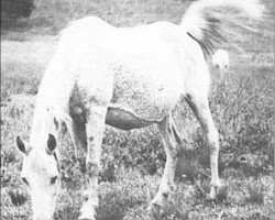broodmare Hasiker EAO (Arabian purebred, 1914, from Hamrah 1904 DB)