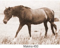 broodmare Makina ox (Arabian purebred, 1921, from Letan ox)