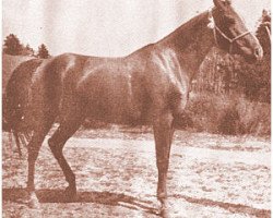 broodmare Fenzileh ox (Arabian purebred, 1925, from Rodan 1906 ox)