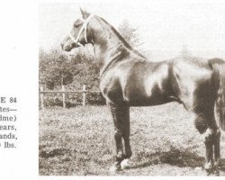 stallion Jerrede ox (Arabian purebred, 1910, from Euphrates ox)