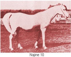 broodmare Najine ox (Arabian purebred, 1899, from Garaveen 1892 ox)