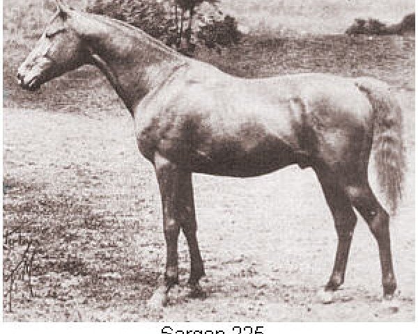 stallion Sargon ox (Arabian purebred, 1915, from Segario 1902 ox)