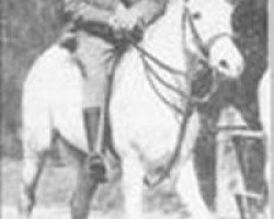 broodmare Morfda ox (Arabian purebred, 1916, from Hamrah 1904 DB)