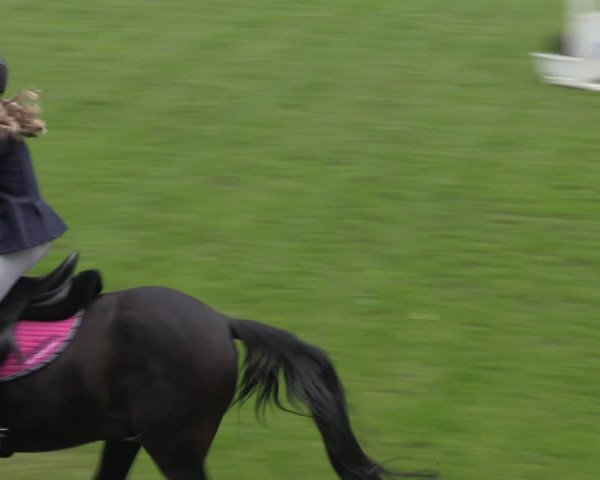 Reitturnier Westeregeln 2021