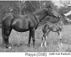 broodmare Rayya ox (Arabian purebred, 1915, from Rustem 1908 ox)