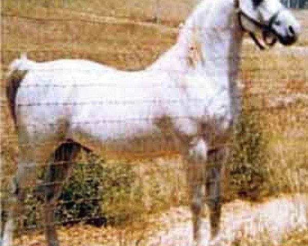 stallion Ferseyn ox (Arabian purebred, 1937, from Raseyn 1923 ox)