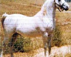 stallion Ferseyn ox (Arabian purebred, 1937, from Raseyn 1923 ox)