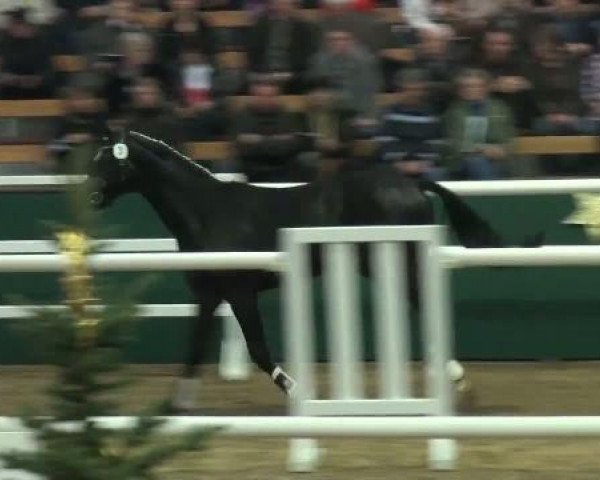 NRW-Hauptkörung für Reitpferdehengste 2011
Dienstag,den 22.November 2011
1.Ring