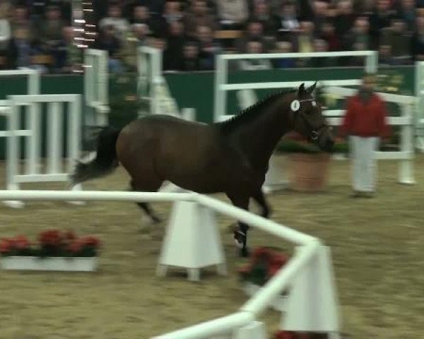 NRW-Hauptkörung für Reitpferdehengste 2011
Dienstag,den 22.November 2011
1.Ring
