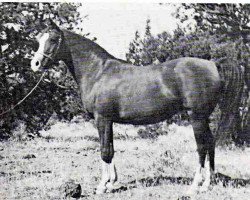 broodmare Zaryn ox (Hanoverian, 2005, from Faryn ox)
