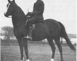 broodmare Butheyna ox (Arabian purebred, 1904, from Seyal 1897 ox)