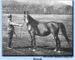 broodmare Bazrah EAO (Arabian purebred, 1919, from Rodan 1906 ox)