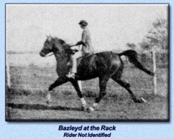 stallion Bazleyd EAO (Arabian purebred, 1928, from Abu Zeyd 1904 ox)
