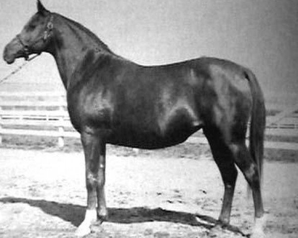 broodmare Ginnyya ox (Arabian purebred, 1936, from Bazleyd EAO)