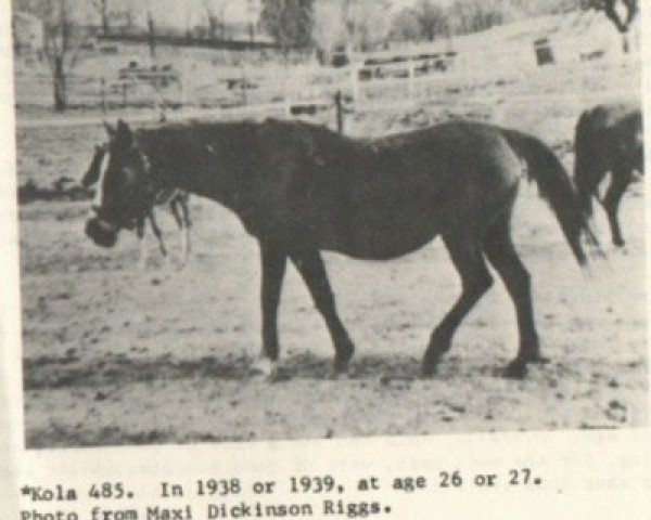 Zuchtstute Kola ox (Vollblutaraber, 1912, von Latif 1903 DB)