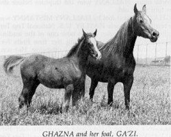 broodmare Ghazna ox (Arabian purebred, 1943, from Chepe Noyon ox)