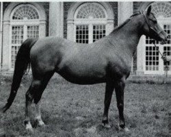 broodmare Risslina ox (Arabian purebred, 1926, from Rafeef ox)