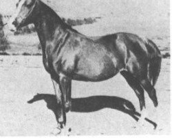broodmare Rissletta ox (Arabian purebred, 1930, from Naseem 1922 ox)