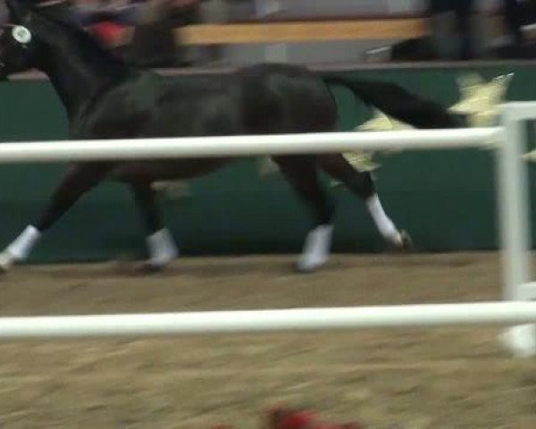 NRW-Hauptkörung für Reitpferdehengste
Montag,den 21.November 2011
6.Ring
