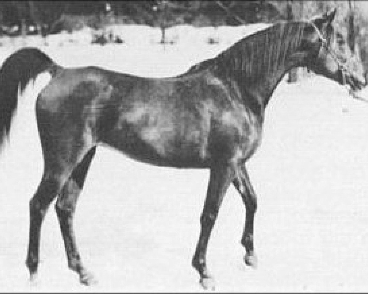 broodmare Raad ox (Arabian purebred, 1922, from Sidi ox)