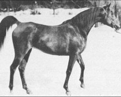 broodmare Raad ox (Arabian purebred, 1922, from Sidi ox)