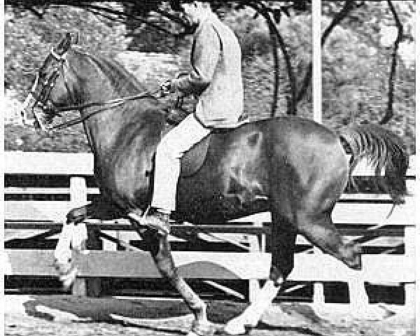 stallion Rabiyas EAO (Arabian purebred, 1936, from Rahas ox)