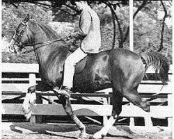 stallion Rabiyas EAO (Arabian purebred, 1936, from Rahas ox)