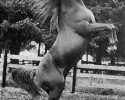 stallion Ga'zi ox (Arabian purebred, 1949, from Abu Farwa 1940 ox)