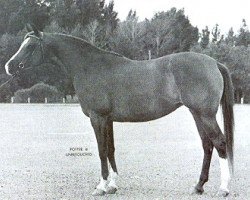 broodmare Llana ox (Arabian purebred, 1964, from Ga'zi ox)