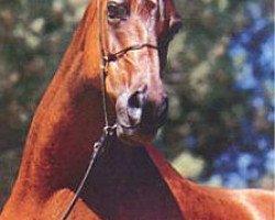 broodmare Star of Ofir ox (Arabian purebred, 1970, from Bask ox)