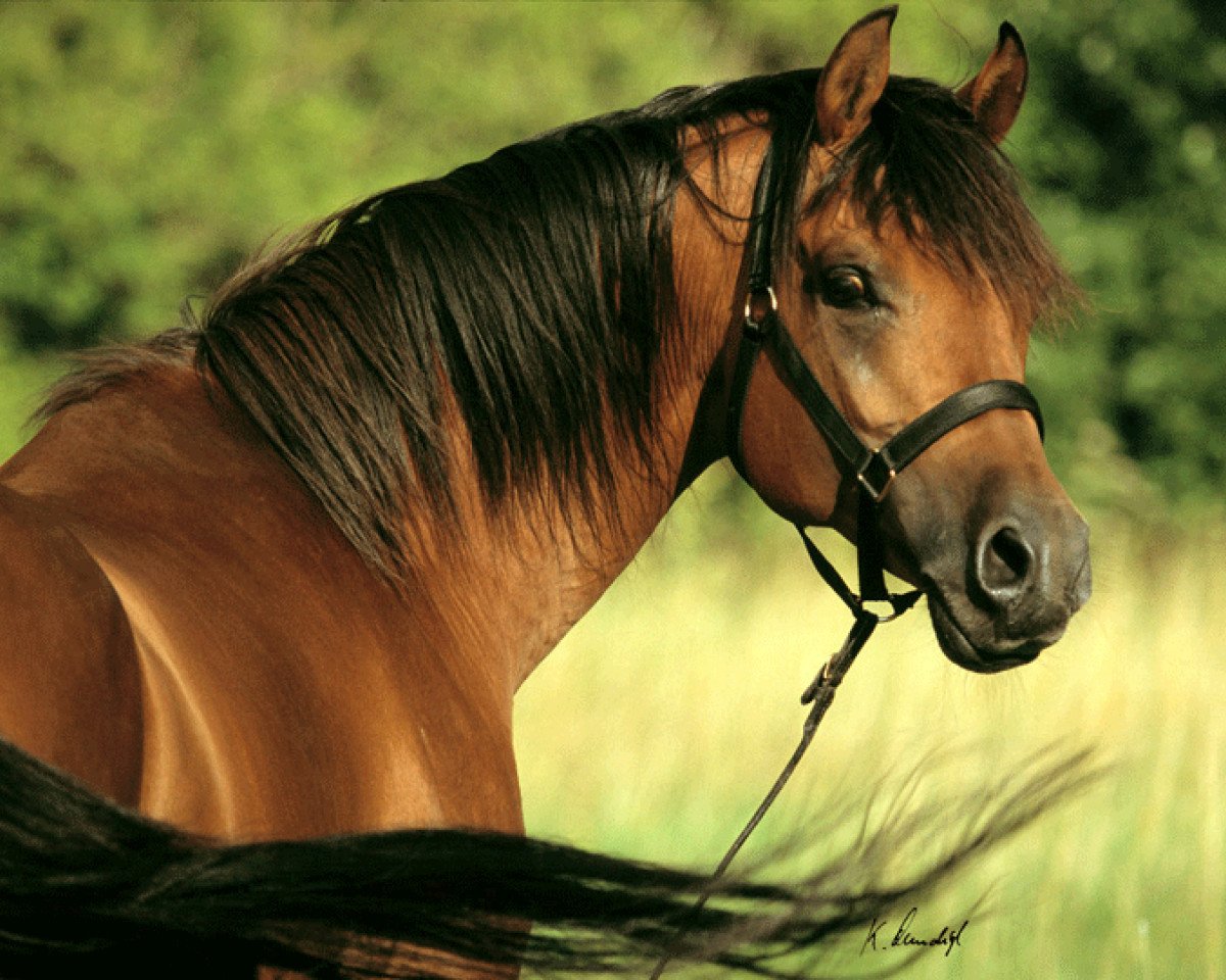 stallion Bey Shy ox (Arabian purebred, 1996, from Kouvay Bey ox)
