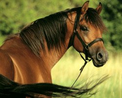 stallion Bey Shy ox (Arabian purebred, 1996, from Kouvay Bey ox)